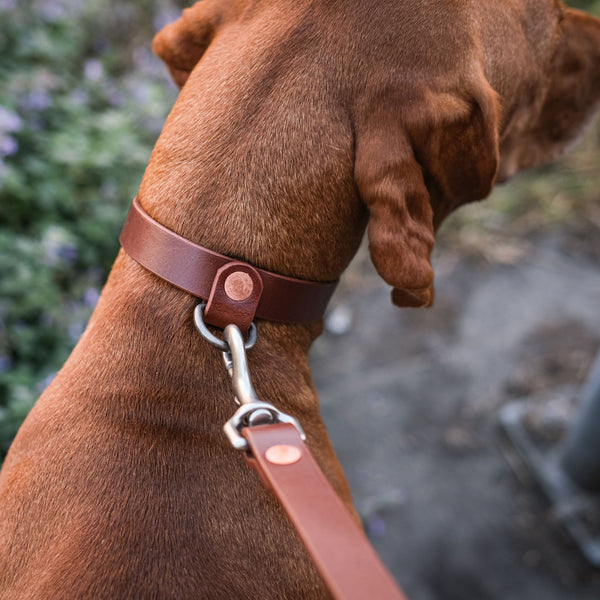 Dog Collar